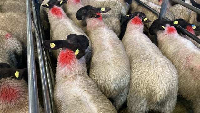 Ewe lambs outshining hogget ewes at marts