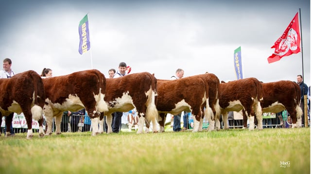 Hereford show and sale set for Tullamore this Saturday