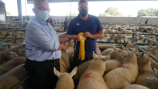 Hogget ewes sell to €385/head at Wicklow Cheviot Breeders' sale