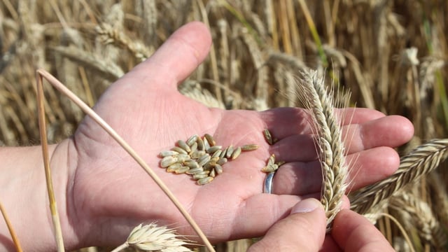 Tillage: Is hybrid rye a viable winter crop option?