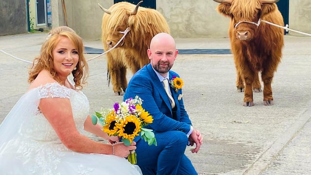 'Here come the Highland cattle'