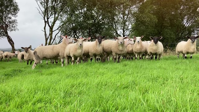Sheep trade: Bright start to the week, as lamb prices strengthen