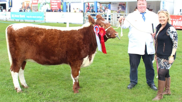 Irish Moiled cattle numbers continue to increase