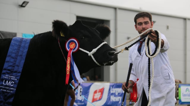 Angus cow-calf duo clinches Balmoral interbreed in 'maternal masterclass'