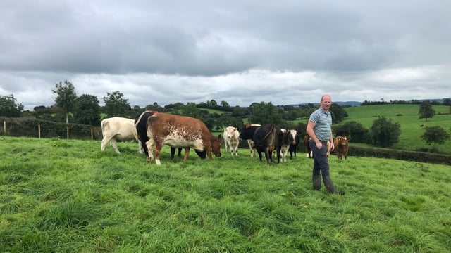 Beef Focus: Producing suckler progeny and wind energy in NI