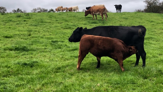 Suckler calving statistics for 2021 released by ICBF