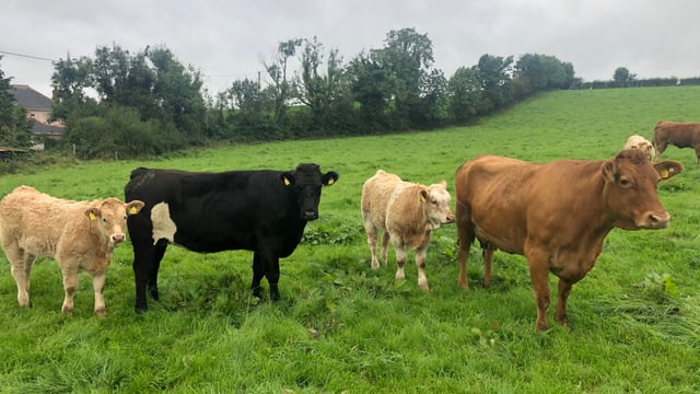 Beef Focus: Running a 30-cow suckler operation in Co. Cavan