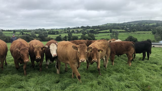 Beef kill: Weekly cattle numbers edge up again