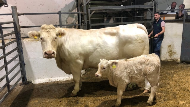Sionhill dispersal sale: Top call of €4,560 for cow-calf pairing