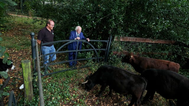 Dexter cattle to graze Áras grounds as part of biodiversity programme