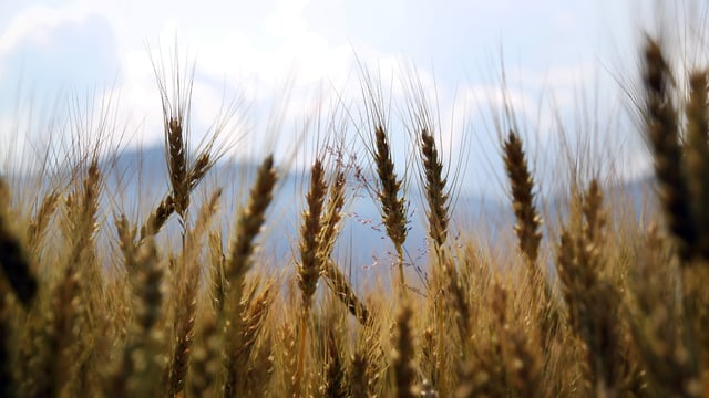G20 countries urged to increase support for farmers in Afghanistan