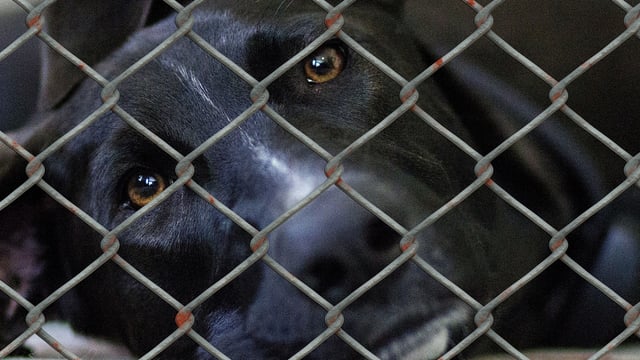 ISPCA encourages public to report any animal welfare concerns