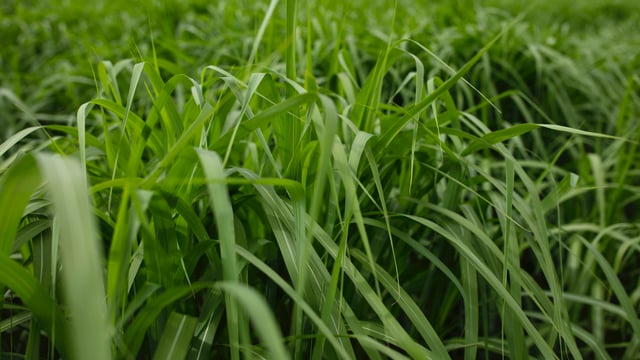 UK miscanthus research gets government funding to help meet net-zero