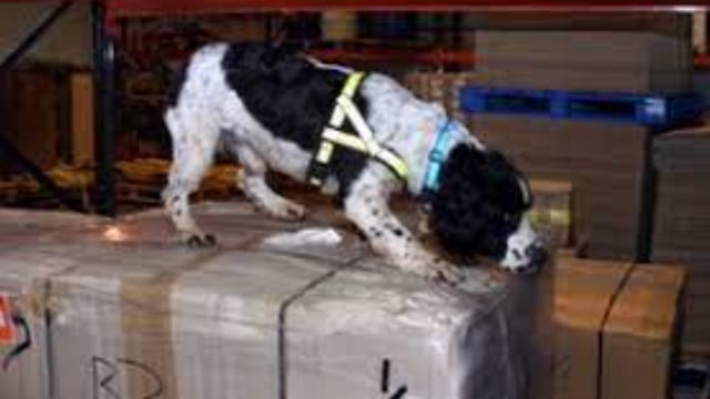 Unauthorised veterinary medicine seized at Heathrow Airport