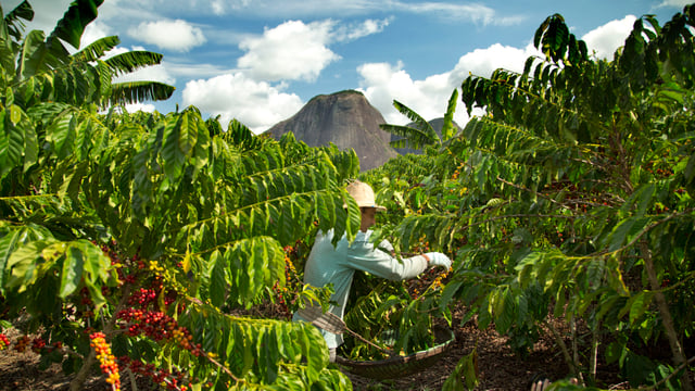 Nestle unveils plans to reduce emissions and support farmer education