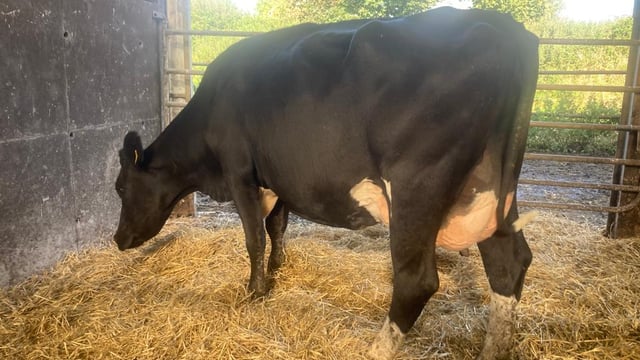 Knockreigh herd dispersal sale achieves top price of €2,120