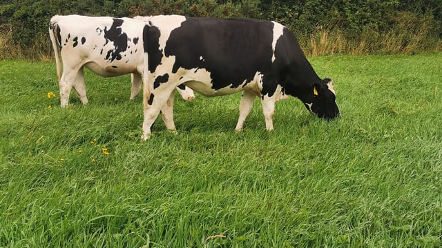 High EBI heifers nationwide at Cashel Mart's virtual sale