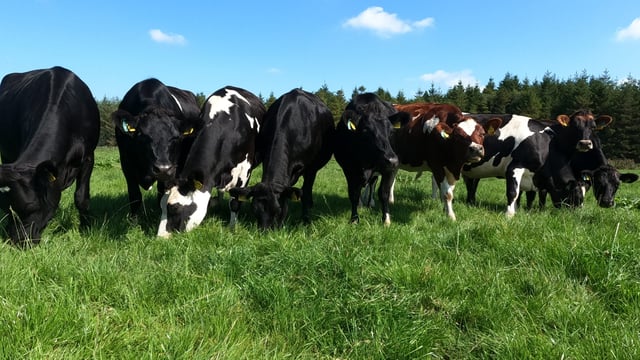 Dairy heifers cross €1,700 at Cashel Mart’s virtual sale