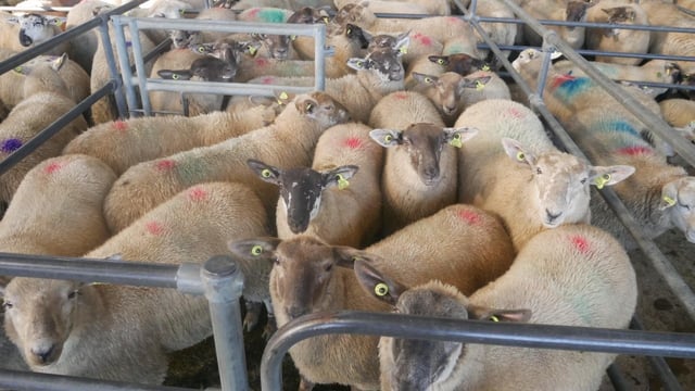 Lamb and cull ewe trade eases back at marts