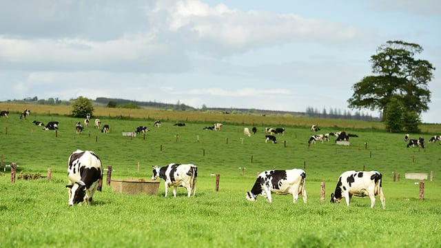 What to expect at Moorepark '25 and navigating your way around