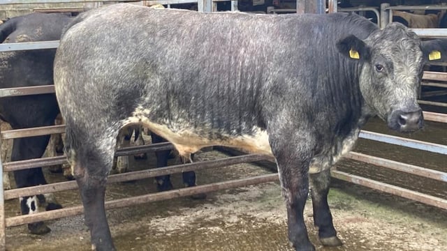 Beef cattle cross €3/kg liveweight at Carnew Mart