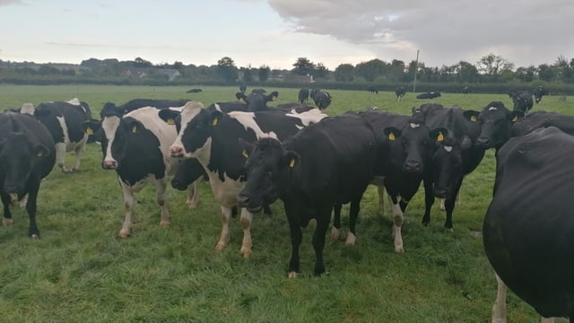 Awarding winning Possextown herd dispersal sale