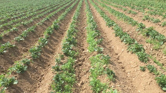 Technology to identify tuber size could be rolled out in Ireland