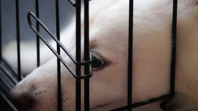 Poots launches campaign to combat puppy smuggling in NI