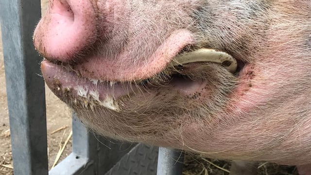 UK animal charity wound up amid allegations of 'serious mismanagement'