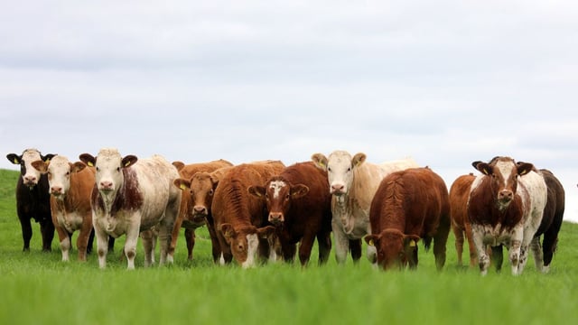 Tateetra and Rathmore Farms' 3rd annual heifer sale this Friday