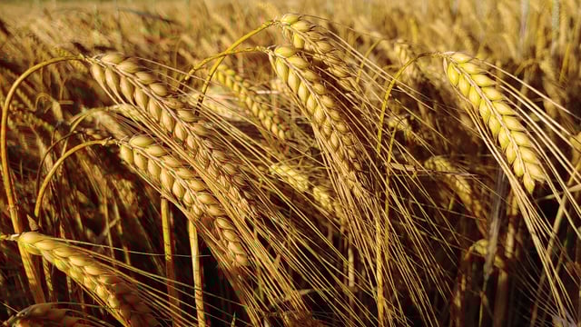AHDB: Larger barley crop expected in UK