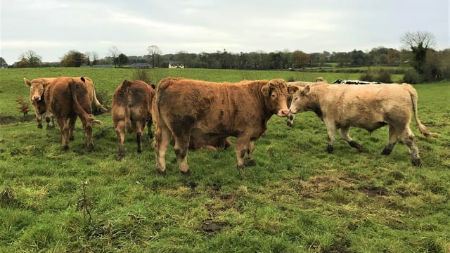 'More obvious than ever' beef grid 'serves factory bosses' - ICSA
