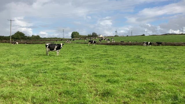 What are the grazing targets for the next number of weeks?