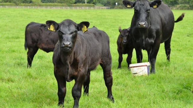 Captain’s Hill Pedigree Angus Herd set for full dispersal