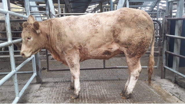 Buyers spend big at Elphin Mart's special heifer sale