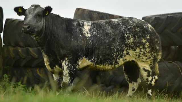 Jalex timed auction sees top price of £6,100 for blue heifer