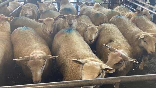 Sheep kill: Lamb supplies fall over 9,000 head