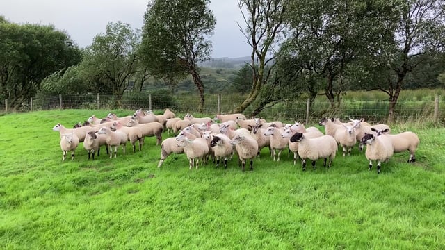 Taking extra care of ewe lambs this breeding season