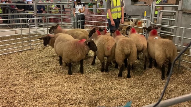 Trade for breeding sheep not as 'hot' as expected by many