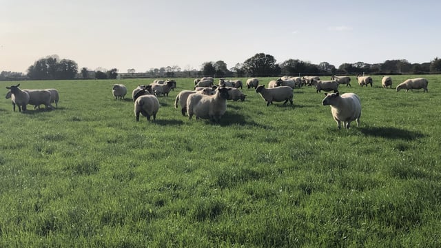 Looking to achieve a compact lambing period? Here's how you can
