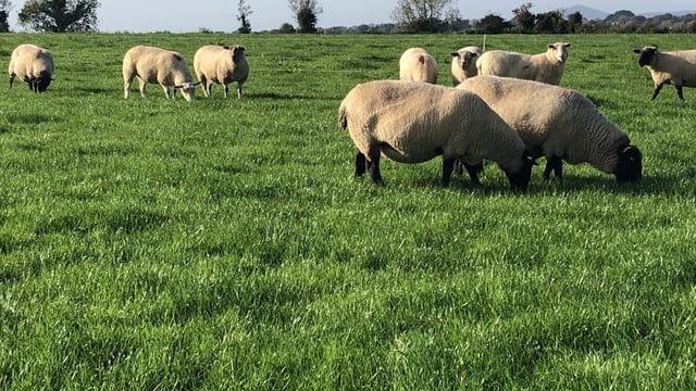 National Sheep Welfare Scheme to require 3 actions in 2025
