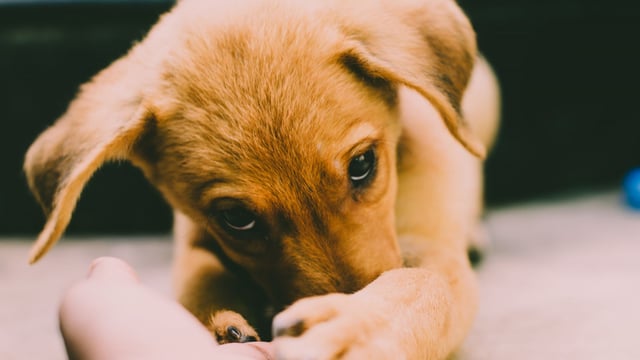 Minister must 'close puppy smuggling loophole' - Boylan