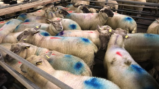 Sheep trade: Lamb prices unchanged