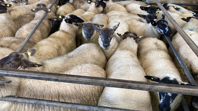 Sheep trade: Lamb prices fall by up to 30c/kg in the space of a week