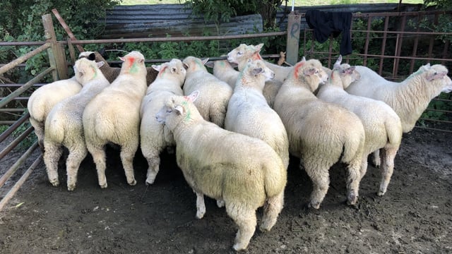 Sheep trade: Base prices for lambs up 5-10c/kg