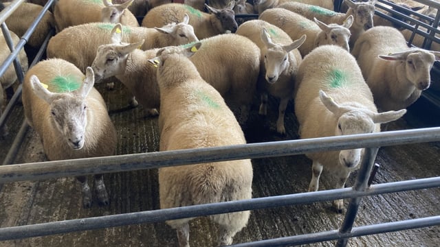 Sheep trade update: Lamb prices suffer another 20-30c/kg hit