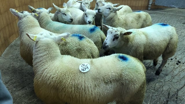 Sheep kill: Throughput falls shy of 67,000 head