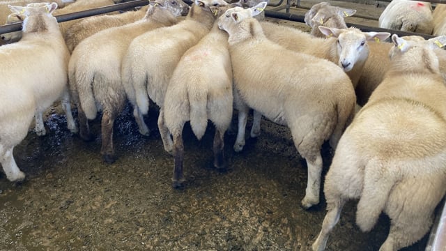 Sheep trade: Base prices unchanged as the trade remains steady