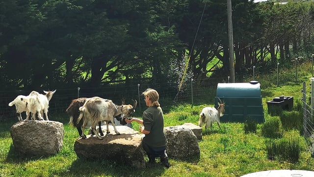 No kidding: Goats drafted in to keep Howth in check