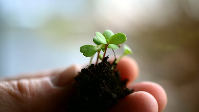 Agri ministers and officials attend UN dialogue on agri-food systems